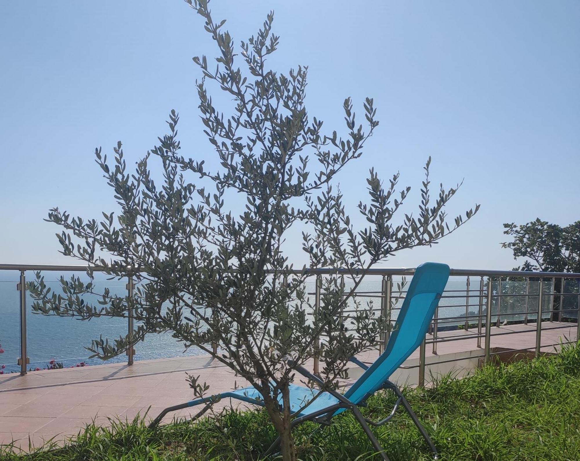 Apartment Oliva Ulcinj Bagian luar foto